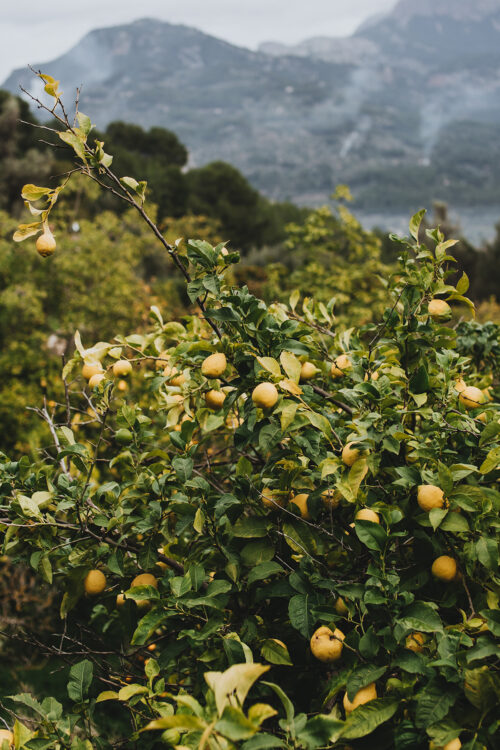 Mallorca in January